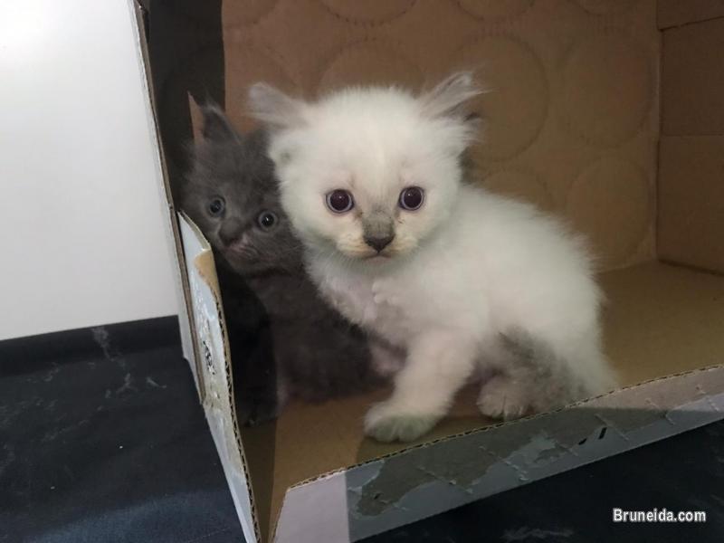 kitten dlh for sale - image 5