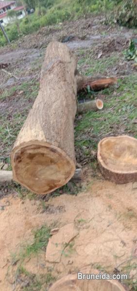 Lorry, Pickup & Potong Pokok - image 5