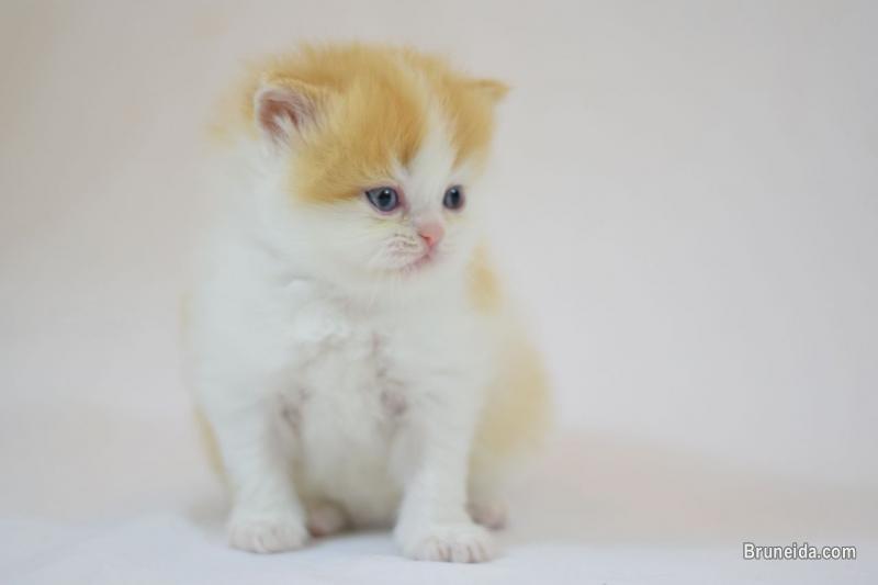 Pictures of Gorgeous Molly tea cup girl white persian