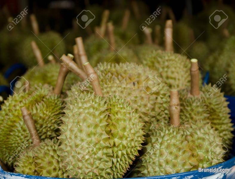 Fresh durians for sale - image 1