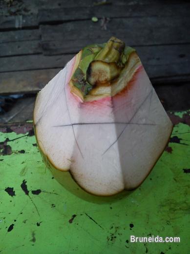 Green Coconut - image 1