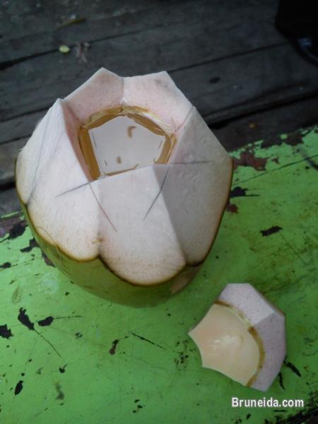 Green Coconut - image 2