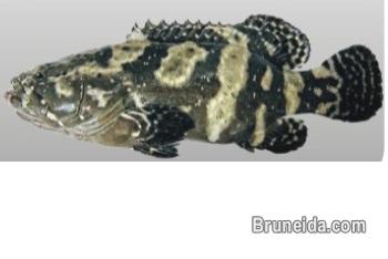 Frozen Fish - image 1