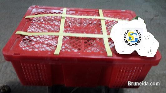 Mangosteen (fresh fruit) - image 2