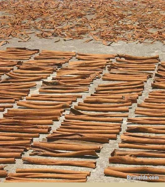 Cinnamon (casia vera) - image 1