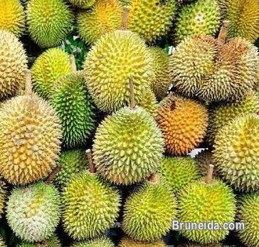 Snake Fruit - image 3