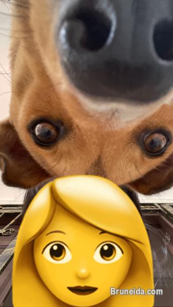 Pet sitter service - image 1