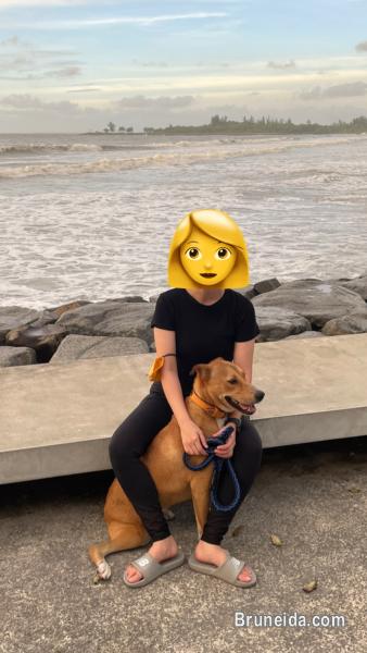 Pet sitter service - image 2