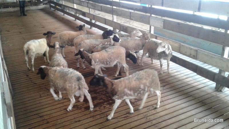 Biri-biri Sheeps untuk Ibadah Aqiqah. - image 1
